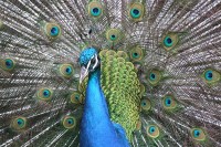 Stadtbauernhof NordHolland