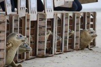 Auswilderung der Seehunde