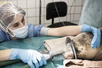 Seehund Robben Wattenmeer Holland