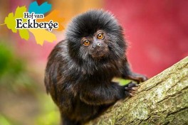 Erlebnispark und Zoo Hof van Eckberge