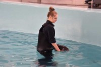 Auffangstation und Erholungszentrum für Meeressäuger in Holland besuchen