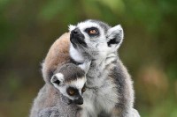 Der Tierpark Hoenderdaell ist ein verborgenes faszinierendes Tierreich im Norden der niederländischen Provinz Nord-Holland