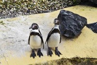 Tiergarten Nord-Holland