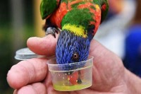 Vielseitiger Tiergarten in Holland