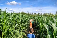 Maislabyrinth Holland