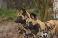 Erlebnispark in der niederländischen Provinz Nord-Brabant