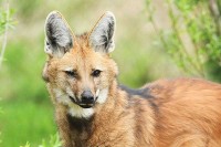 Tierpark Zie-ZOO Holland