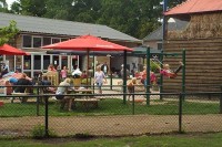 Einen Tag in der Veluwe mit Eseln wandern