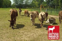 De Koperen Ezel /Ausflug in die Veluwe mit der gesamten Familie. 