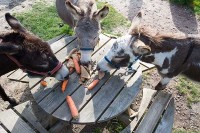 Streichelzoo Veluwe Holland Niederlande