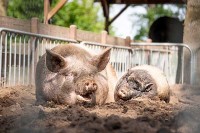 Streichelzoo in Holland Besuchen