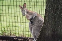 Streichelzoo Kinderbauernhof Holland