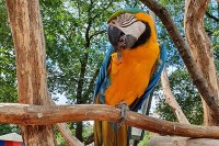 Streichelzoo Kinderbauernhof Niederlande