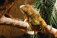 Schlosspark Born Kasteelpark Born Niederlande