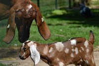 Zoo in Limburg Holland