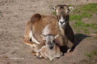 Tiergarten Niederlande